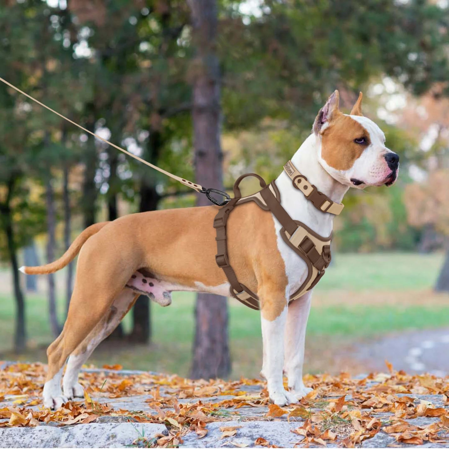 No-Pull Dog Harness | Adjustable & Escape-Proof | All Sizes & Colors